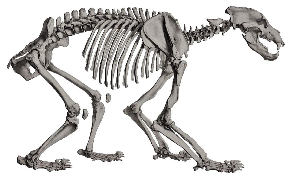 Prancha de anatomia comparada de crânios de canídeos, de Blainville (século XIX)